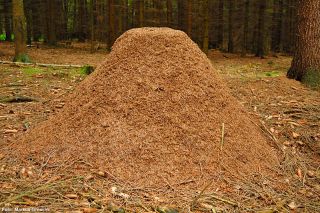 Ameisenhuegel mit abgeflachter Spitze
